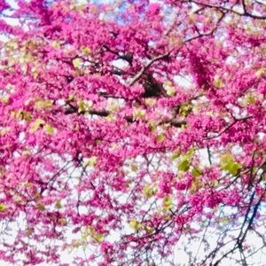 Meet your Posher, Fabiola